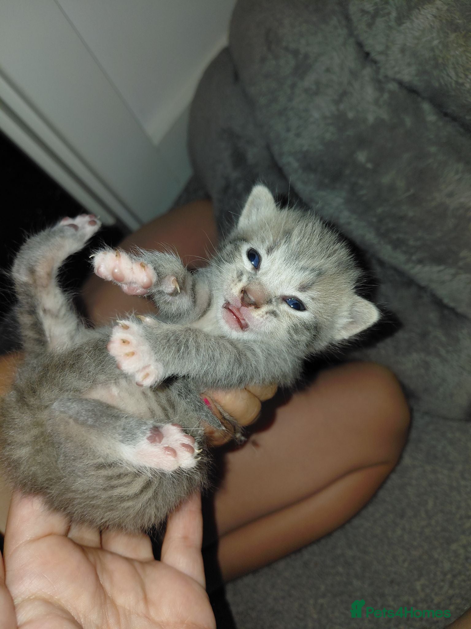 Mixed Breed cats babies for sale  - Advert 8