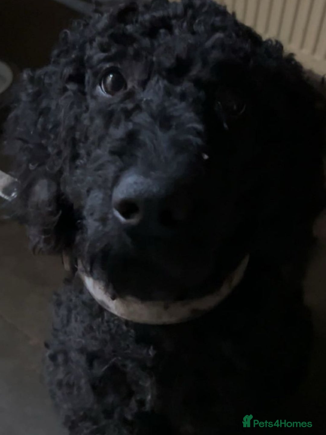 Labradoodle dogs for sale: stunning F2 labradoodle puppies... Available now - Advert 38