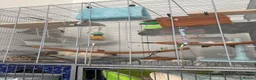 Rat rodents for sale: 5 male pet rats  in Hull - Advert 3