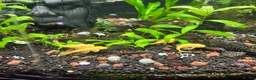 Other/Mixed Breed fish for sale: Bristle nose Plecos - various sizes and colours  - Advert 1