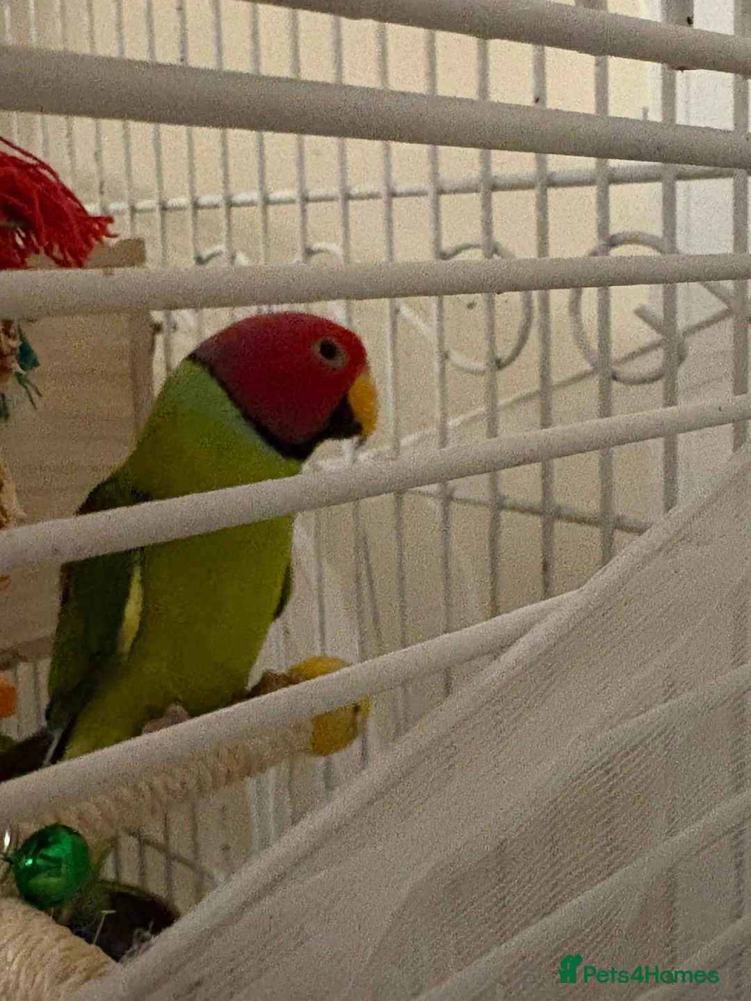 Parakeets birds for sale: Male and female plum head parakeets  - Advert 2