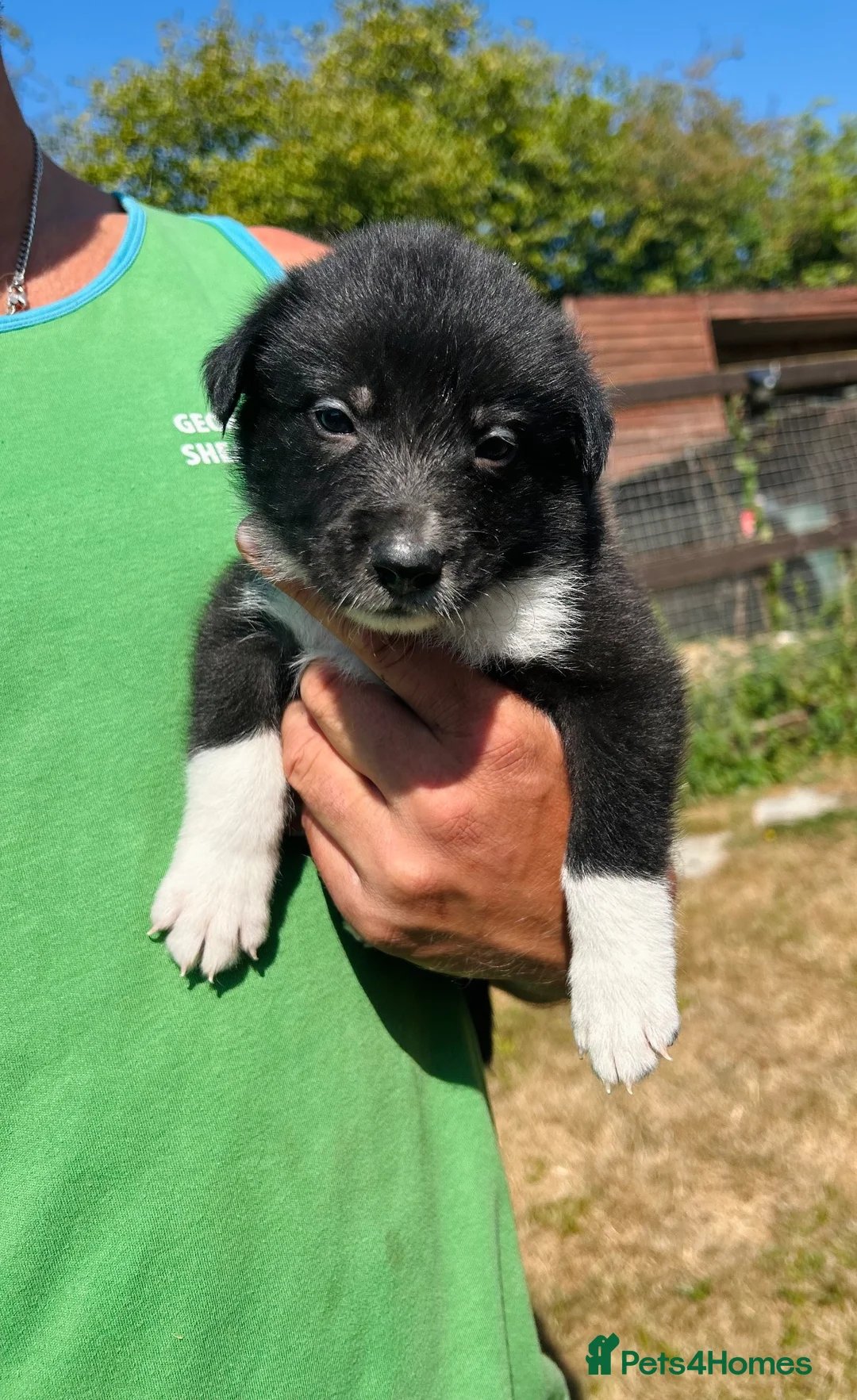 Border Collie dogs for sale: Beautiful collie puppies in Wells - Advert 7