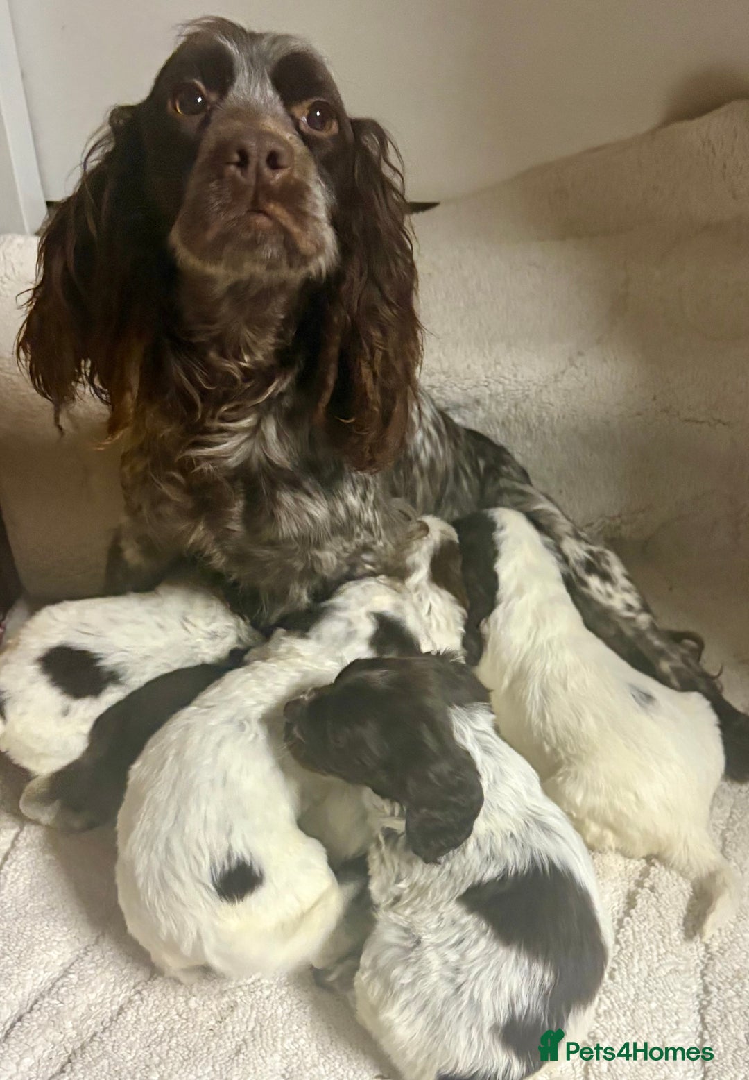 Cocker Spaniel dogs for sale: Cocker spaniel  - Advert 10