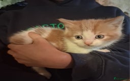 Mixed Breed cats for sale: Beautiful ginger and white kittens 5* homes  - Image 1