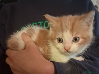 Mixed Breed cats - Advert 1