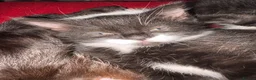 Mixed Breed cats for sale: Kittens  - Advert 19