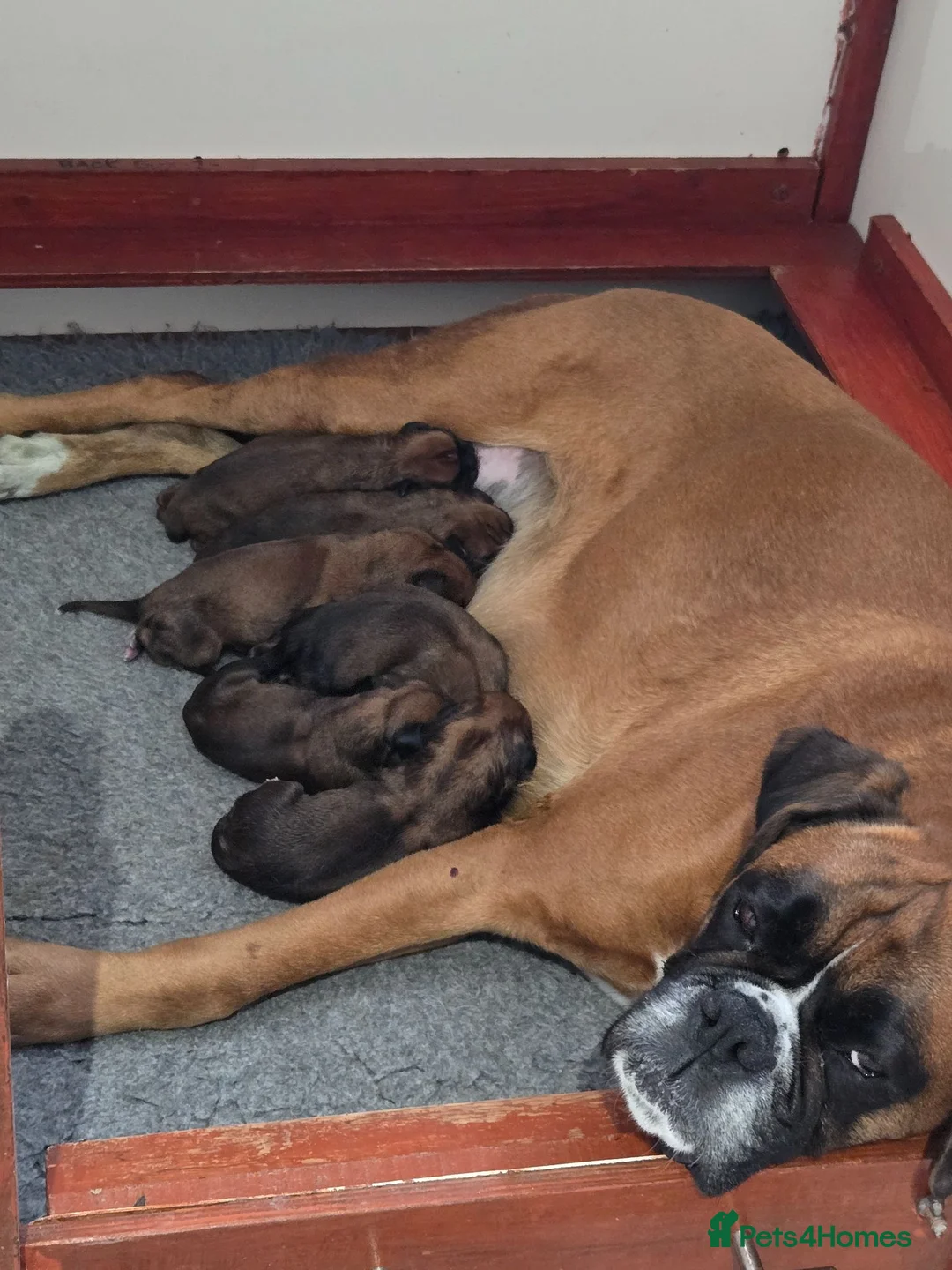 Boxer dogs for sale: Boxer Puppies Ready soon - Advert 1