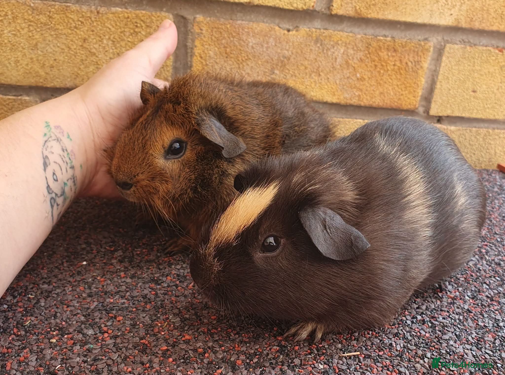 Guinea Pig rodents Beautiful guinea pigs - Advert 2