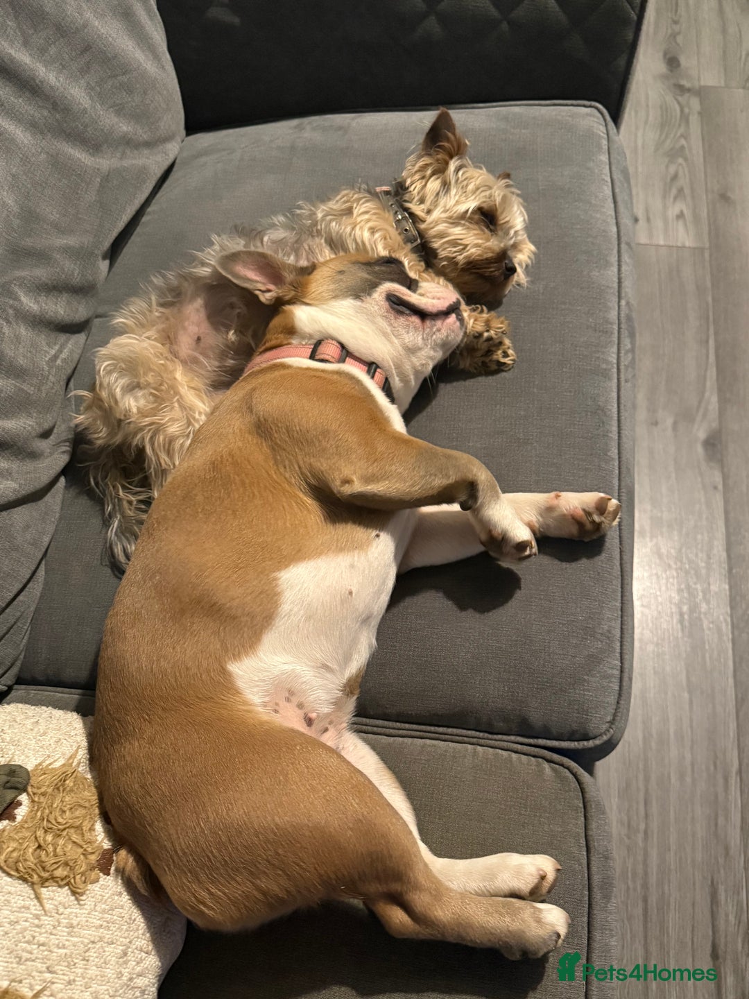 French Bulldog dogs for sale: French bulldog to rehome - Image 2