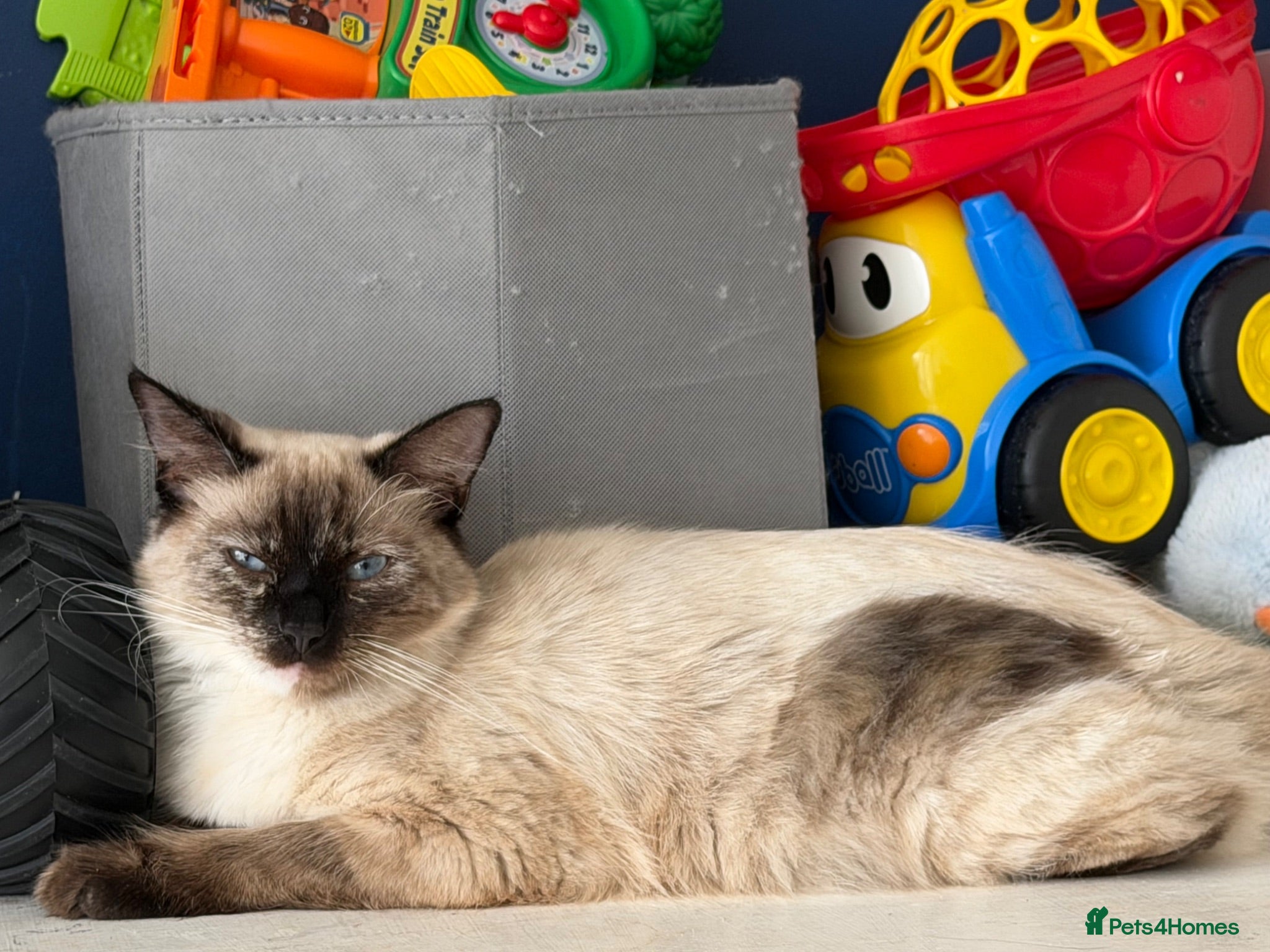 Ragdoll cats 11 Month Old Ragdoll Cat - Advert 12