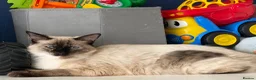 Ragdoll cats for sale: 11 Month Old Ragdoll Cat - Advert 1