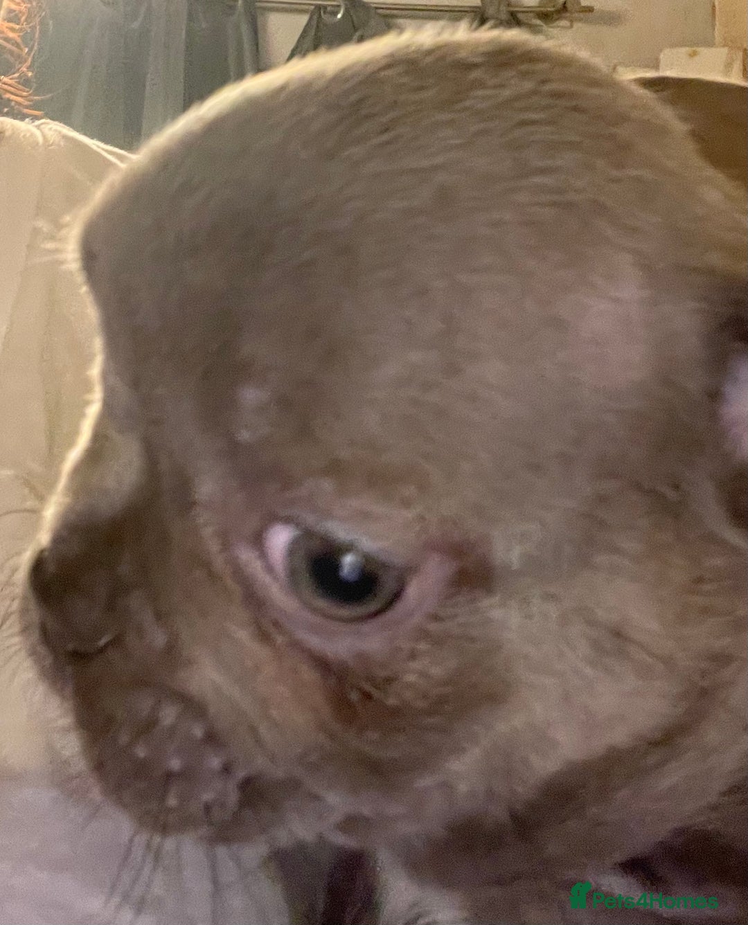 French Bulldog dogs for sale: Pedigree  French bulldogs ready to leave  - Image 24