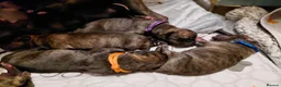 Mixed Breed dogs for sale: Staffy x whippet puppies in Uckfield - Advert 3