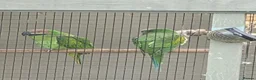 Parakeets birds for sale: Breeding Pair Mustache Parakeets - Advert 5