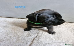 Mixed Breed dogs for sale: Amazing puppies - Image 7