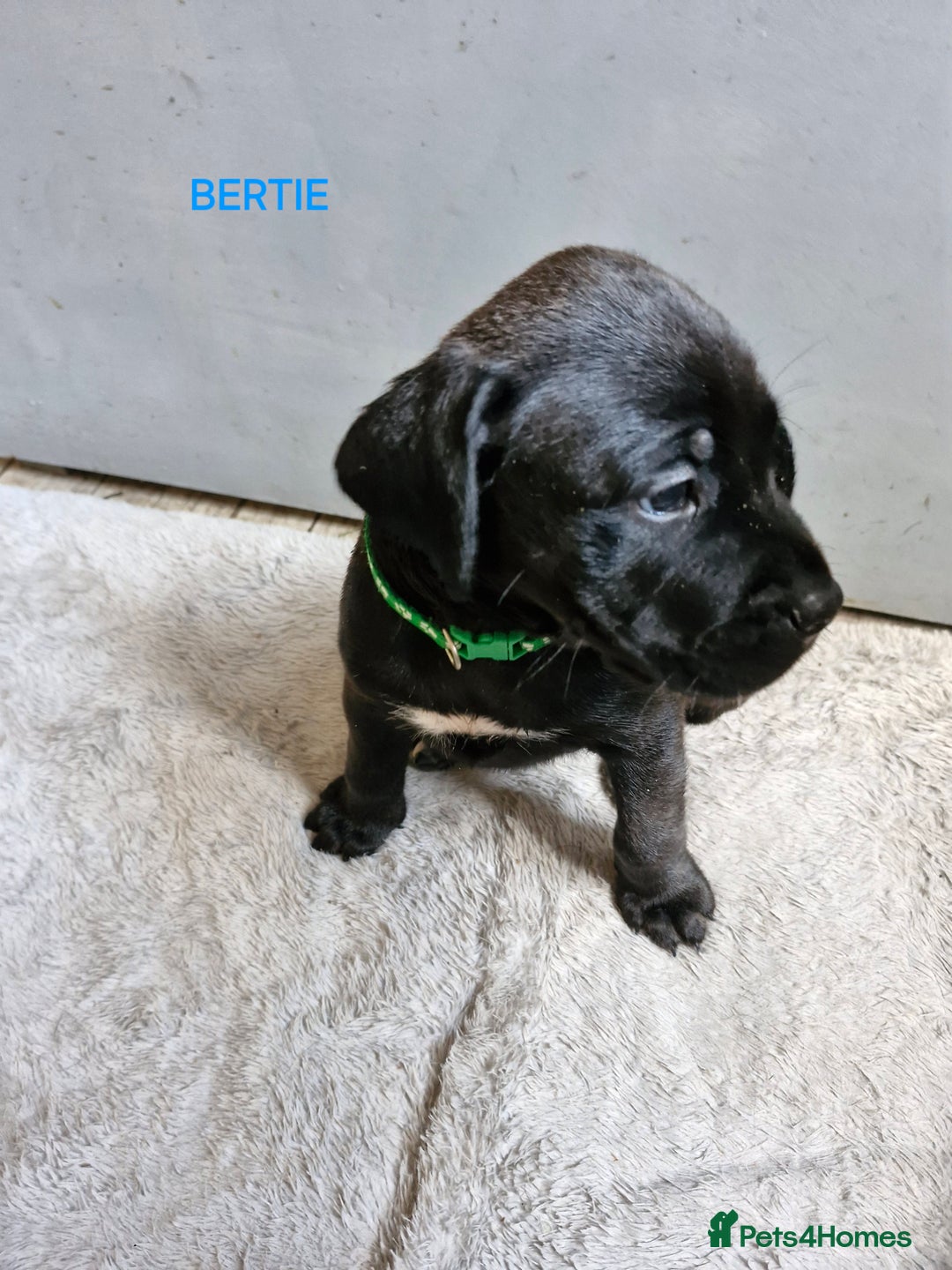 Mixed Breed dogs for sale: Amazing puppies - Image 7