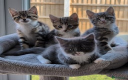 Domestic Shorthair cats for sale: Super stunning kittens - Image 22