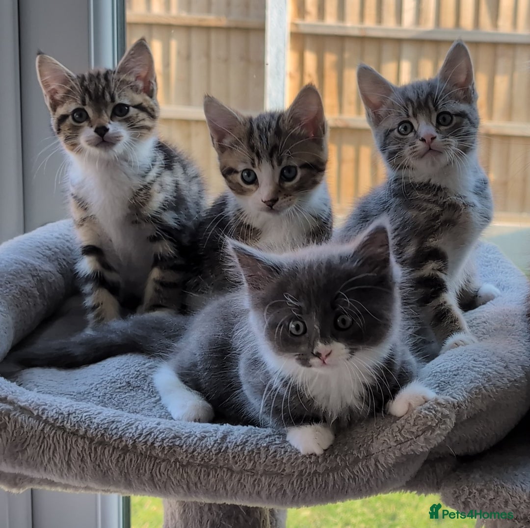 Domestic Shorthair cats for sale: Super stunning kittens - Image 22