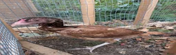 Chickens poultry for sale: Aseel females for sale  - Advert 4