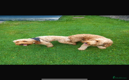 Cockapoo dogs for stud: Proven F1 Cockapoo - Fully Health Checked  in Swansea - Image 18