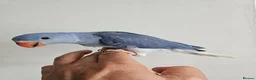 Mixed Breed birds for sale: Hand reard baby's  in Darlington - Advert 6