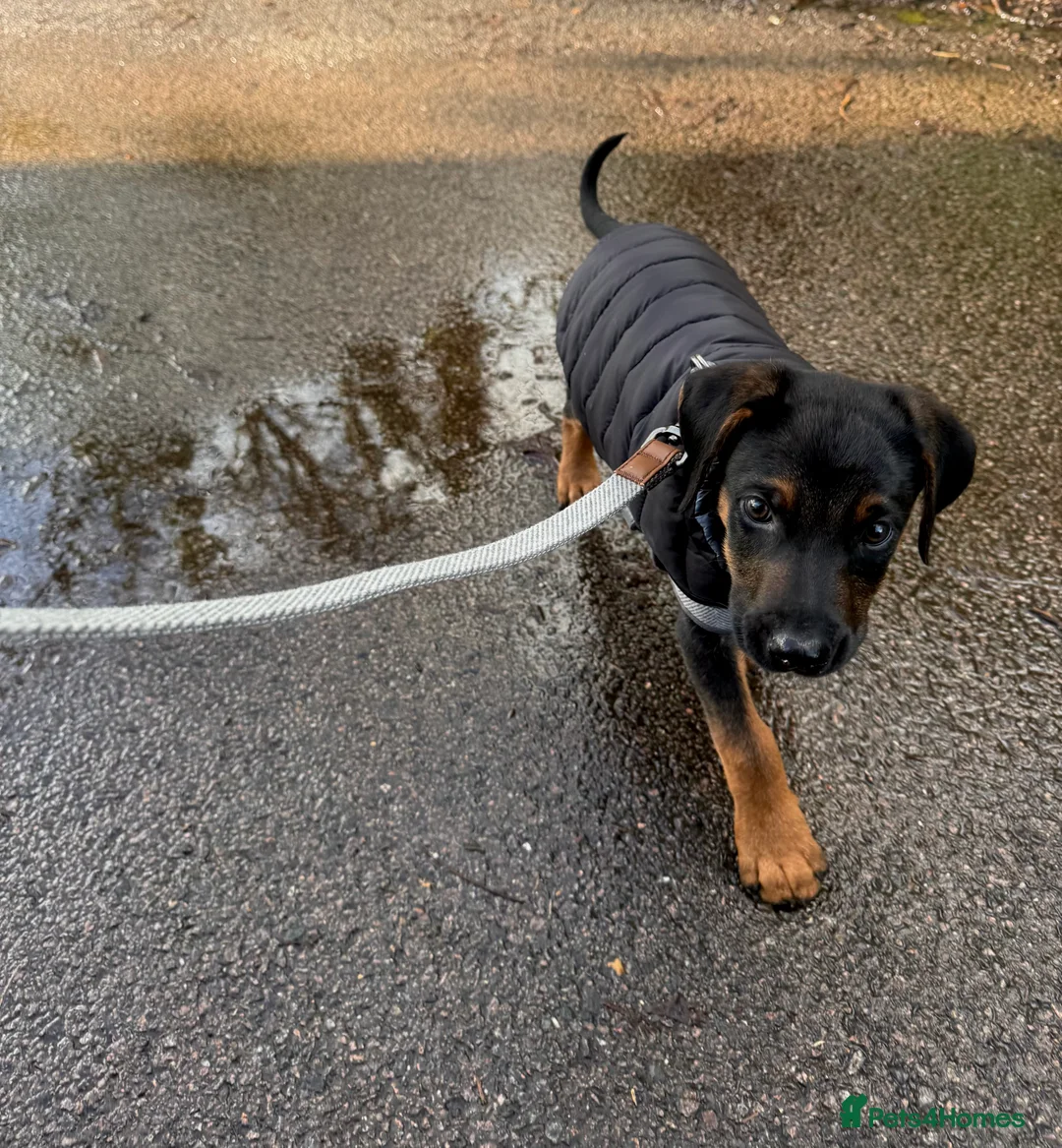 Dobermann dogs for sale: Beautiful Doberman Puppy  - Advert 2