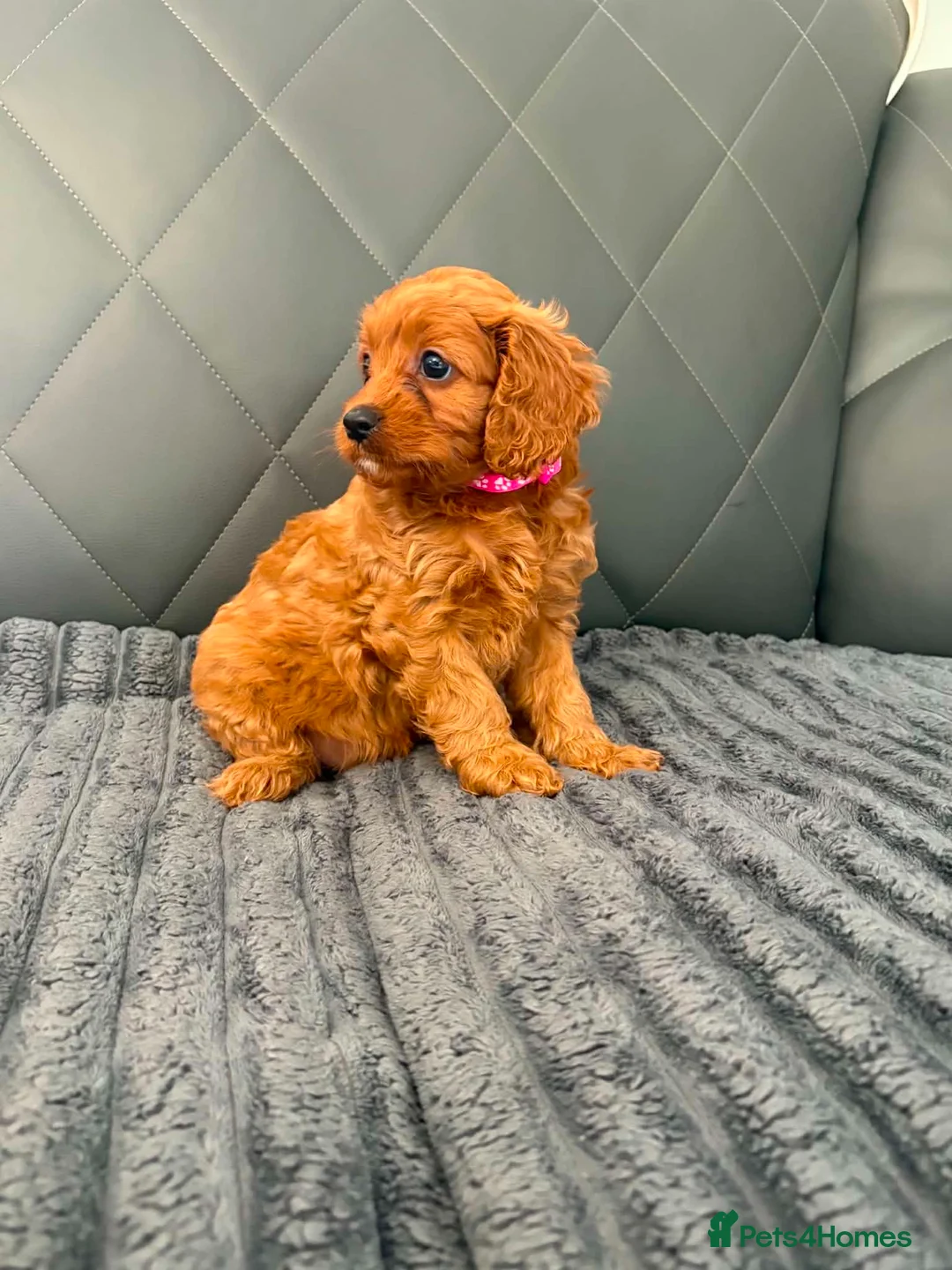 Cavapoo dogs for sale: 6 F1 Cavapoos - Advert 2