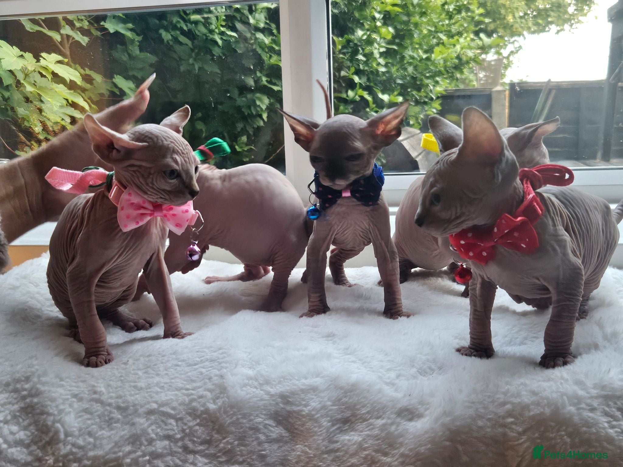 Sphynx cats SPHYNX ANGELS 🩷🩷💙💙💙💫💫 - Advert 5