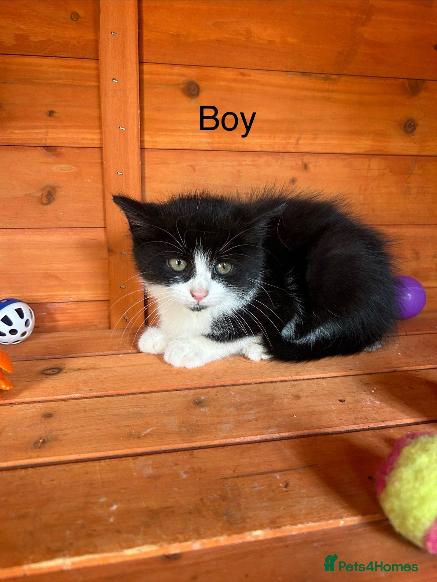Mixed Breed cats for sale: Stunning kittens available ready now  - Advert 2