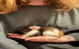 Guinea Pig rodents for sale: Male Guinea Pig - Advert 7