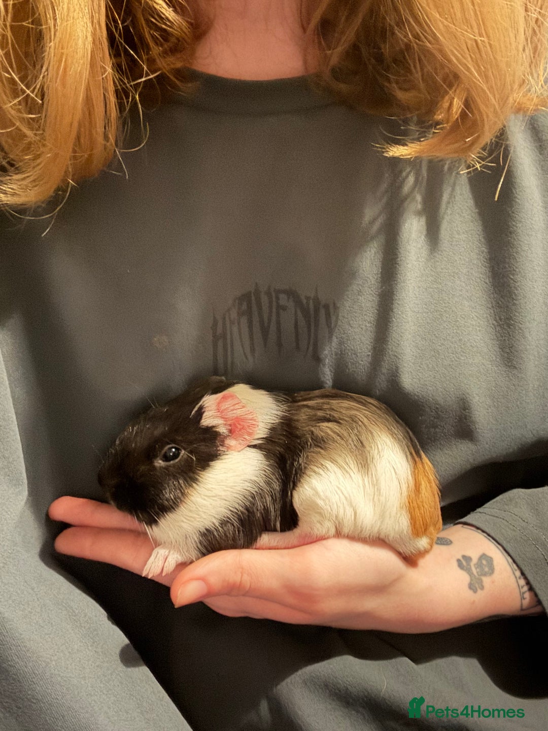 Guinea Pig rodents for sale: Male Guinea Pig - Advert 7