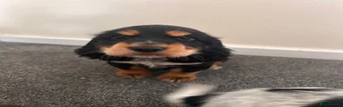 Cocker Spaniel 1