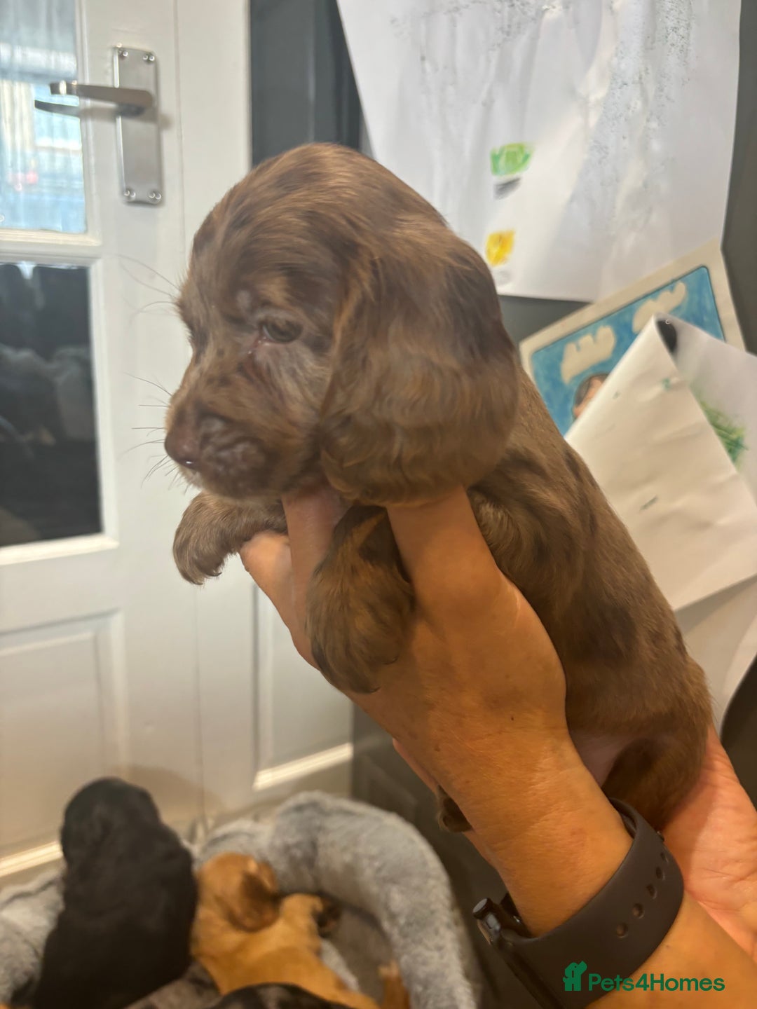 Cocker Spaniel dogs for sale: Cute show type very rare colours dna health tested - Image 23