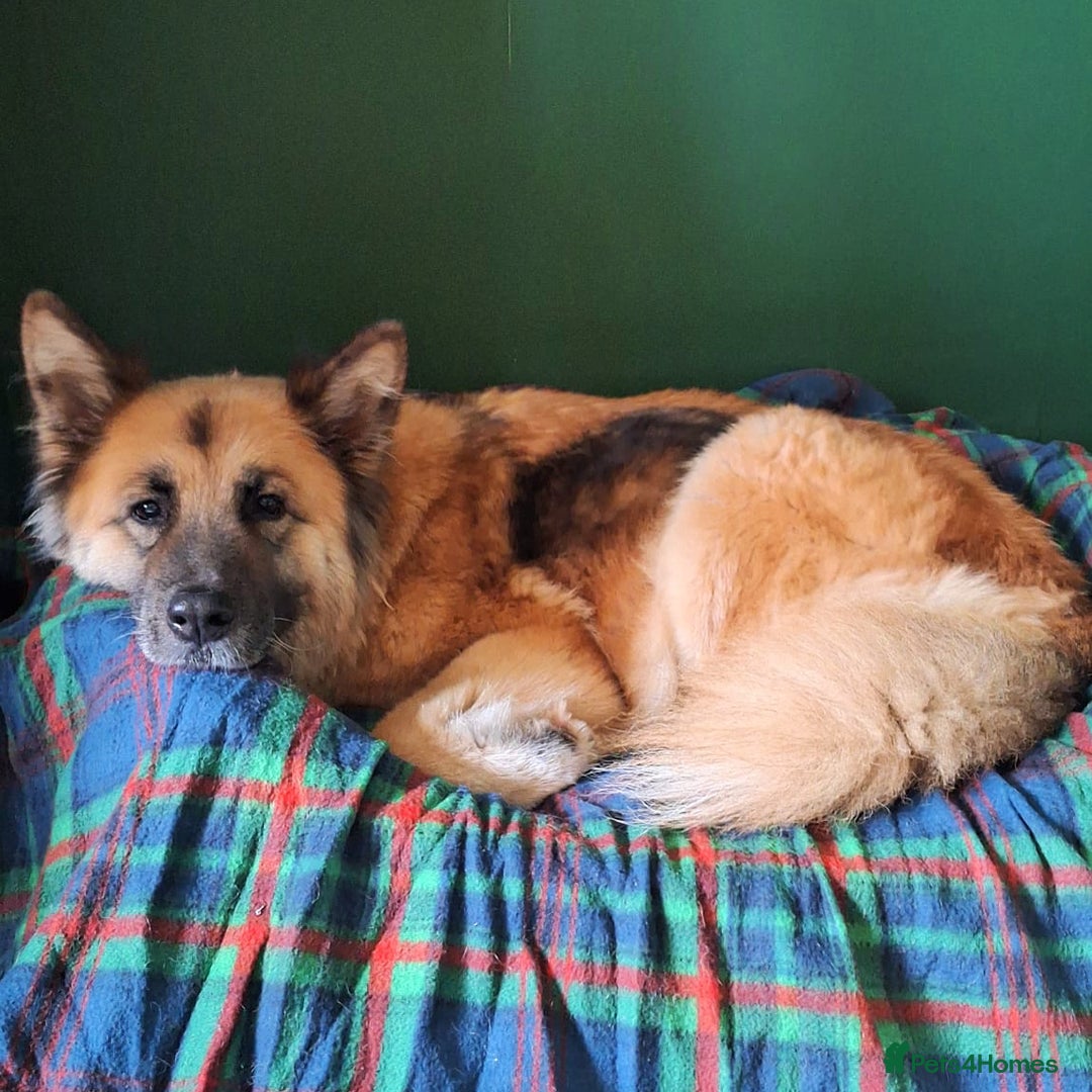 Mixed Breed dogs for sale: Shollies  in Rochdale - Image 2