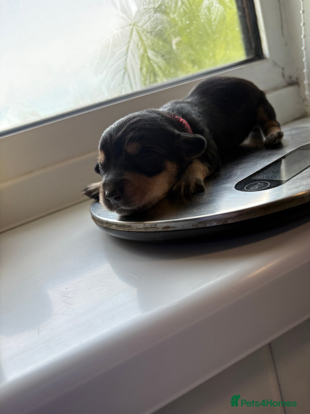 Mixed Breed dogs for sale: Doxie poo puppies - Image 27