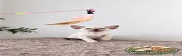 Siamese cats for sale: 💚🤍🐱 SIAMESE KITTENS 🐱🤍💙  - Advert 12
