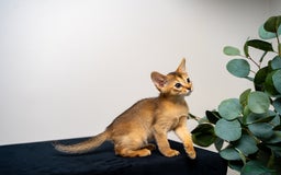Abyssinian cats for sale: Elegant Abyssinian Kittens Champion Lines 🏆 🥇  - Image 39