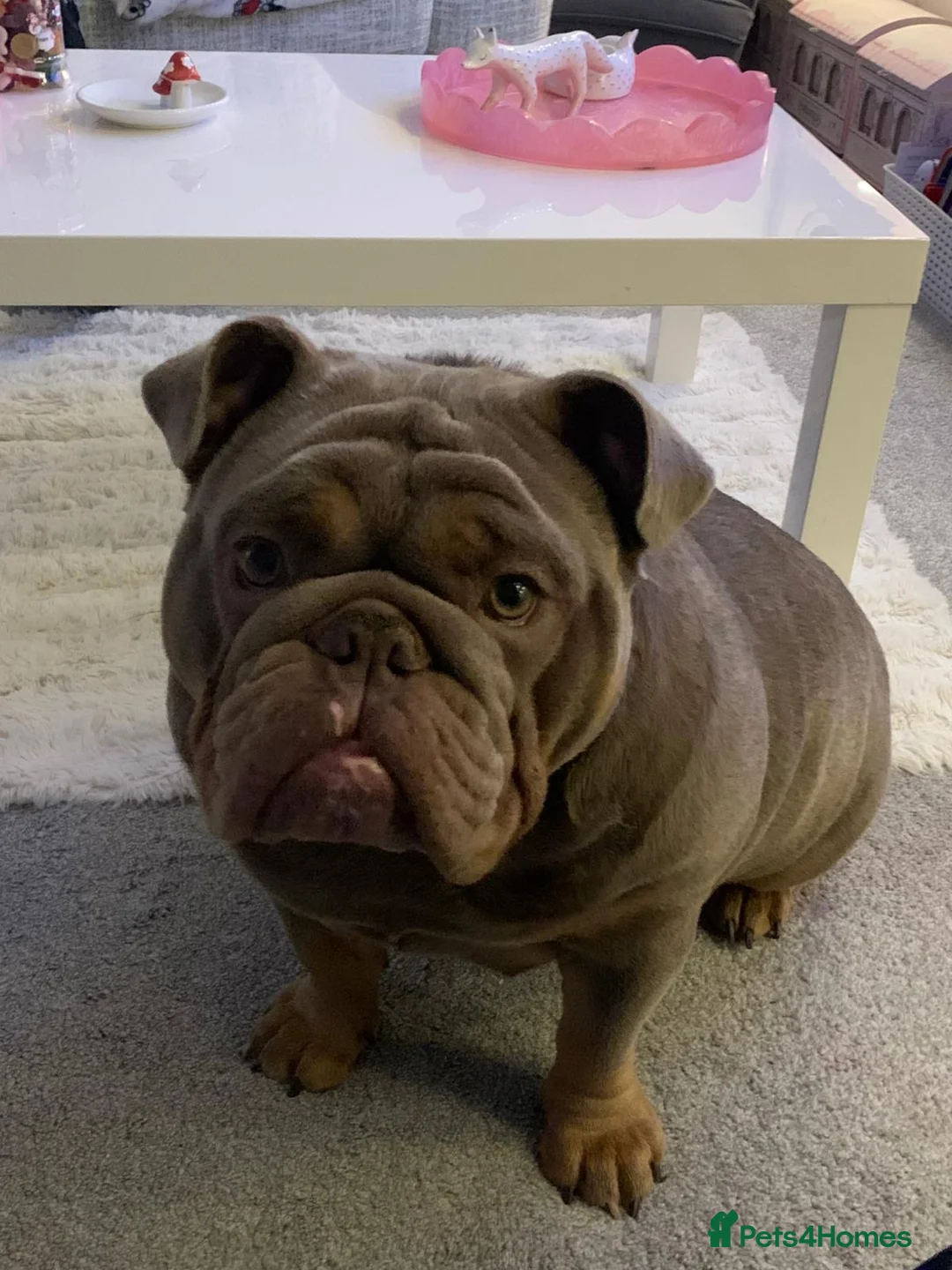 English Bulldog dogs for sale: English bulldog girl  - Advert 1