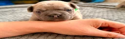 French Bulldog dogs for sale: French bulldog pups - Advert 11