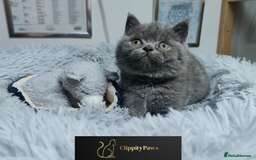 British Shorthair cats for sale: GCCF registered chunky British Shorthair kittens  - Image 8