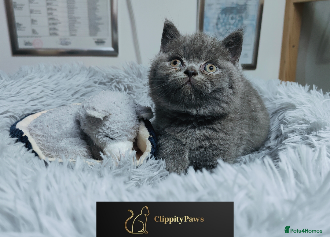 British Shorthair cats for sale: GCCF registered chunky British Shorthair kittens  - Image 8