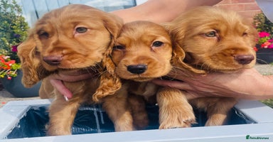 Cocker Spaniel dogs - Advert 2