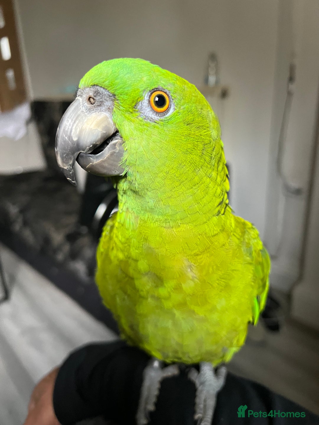Parrots birds for sale: Beautiful baby yellow nape amazon - Image 6