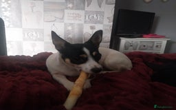 Mixed Breed dogs for sale: Lucy Jackchi  - Image 2