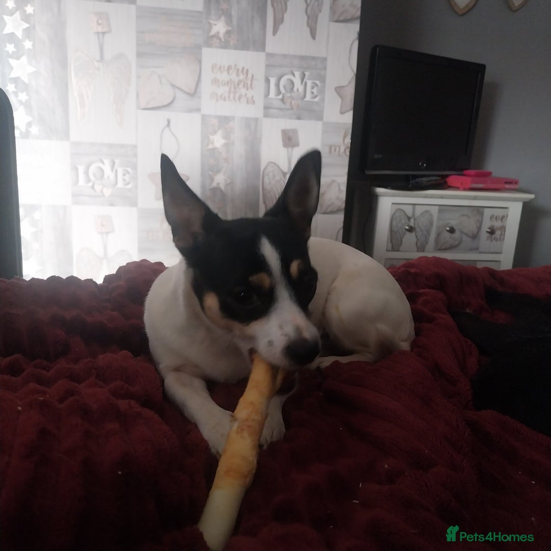 Mixed Breed dogs for sale: Lucy Jackchi  - Image 2