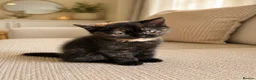 British Shorthair cats for sale: 2 BSH GIRLS - gccf reg - £700 for both together   - Advert 7