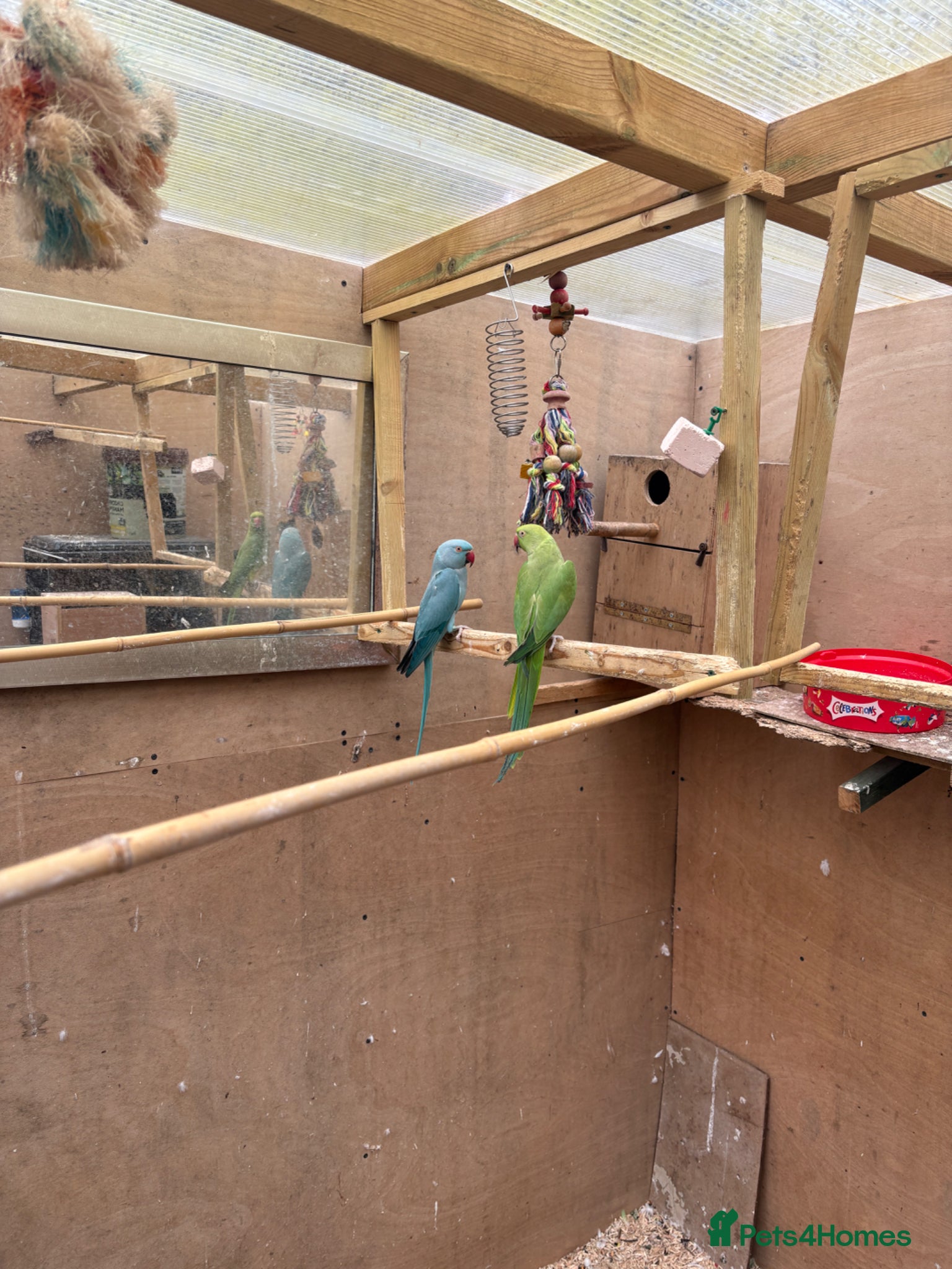 Cockatiels birds Indian Ringneck - Bonded Pair - Advert 11