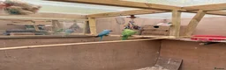 Cockatiels birds for sale: Indian Ringneck - Bonded Pair - Advert 1