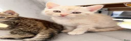 Mixed Breed cats for sale: Ragdoll x Siberian mix kittens  in Peacehaven - Advert 2