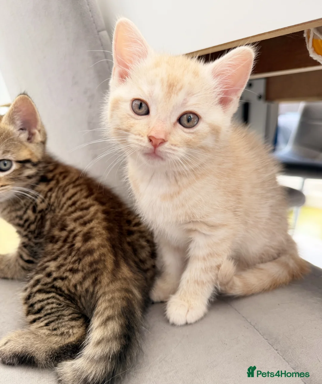 Mixed Breed cats for sale: Ragdoll x Siberian mix kittens  in Peacehaven - Advert 2